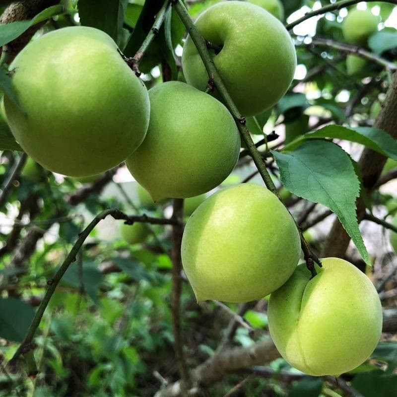 CAIFAN诏安青梅果新鲜大果现摘泡酒鲜梅酵素梅子水果 青梅5斤大果